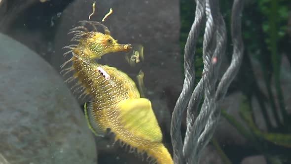  Seahorse Gutulatus zoom in with contractions giving birth