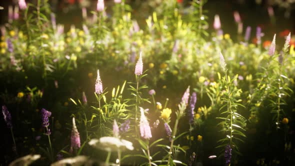 Wild Flowers in the Field