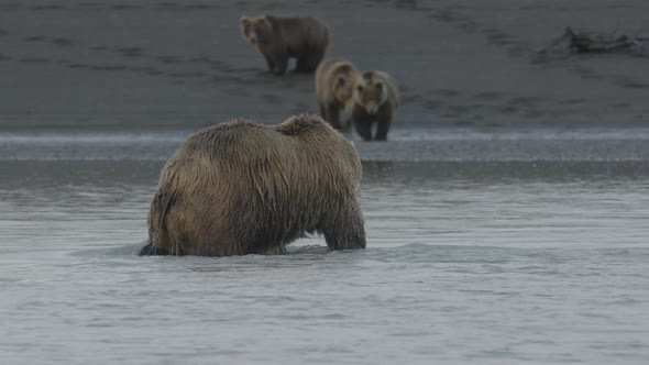 Grizzly Bear Caught Fresh Salmon, Other Grizzly Bears Rush Towards Him