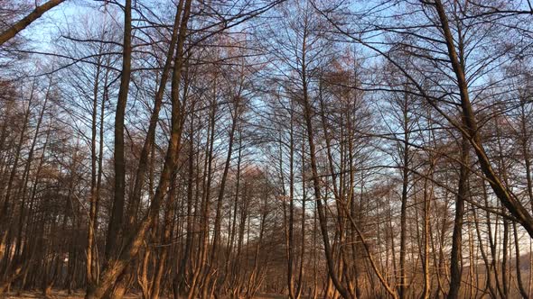 Walking on a forest road, early spring season, with beautiful light coming from sunset