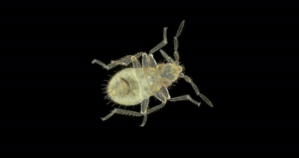Bed Bug Nymph Cimex Lectularius Under a Microscope Order Hemiptera Family Cimicidae