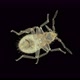 Bed Bug Nymph Cimex Lectularius Under a Microscope Order Hemiptera Family Cimicidae - VideoHive Item for Sale