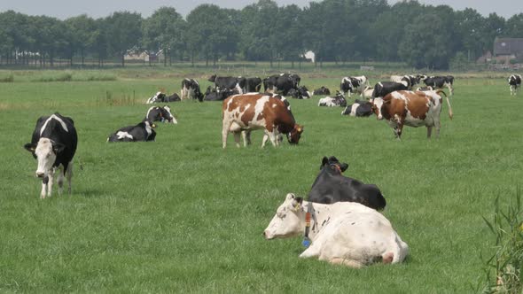 Black and white cows in the meadow grazing and looking around