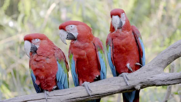Static close up shot of three Red and Green Macaws, Ara chloropterus. The colorful parrots perched c