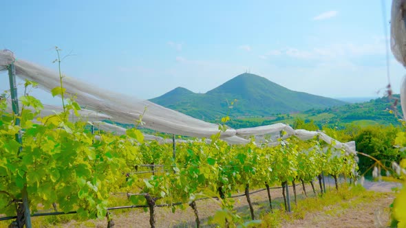 Green Grape Plants Grown Between Hills