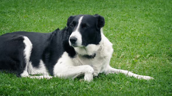 Dog In The Grass Looks Around