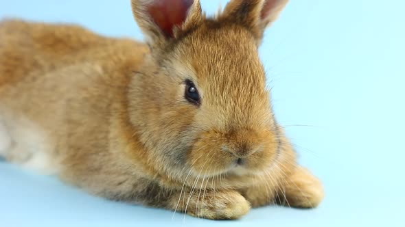 a Small Fluffy Brown Handmade Rabbit Lies on a Pastel Blue Background