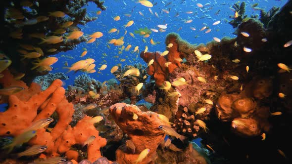 Tropical Underwater View