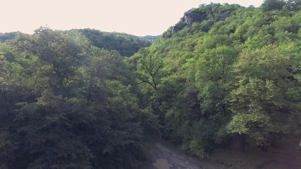 Fly Over Forest