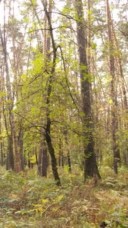 Vertical Video Autumn Forest with Trees By Day Slow Motion