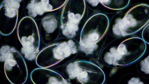 Eggs with Mollusca Nudibranchia embryos under a microscope, possibly Superfamily Fionoidea