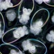 Eggs with Mollusca Nudibranchia embryos under a microscope, possibly Superfamily Fionoidea - VideoHive Item for Sale