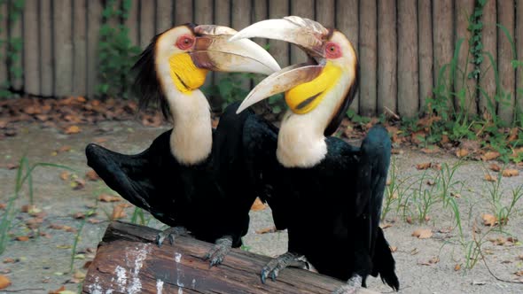 Pair of Wreathed Hornbill Scientific Name Rhyticeros Undulatus Birds at Zoo