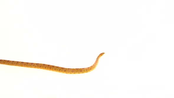 Tiger Python Molurus Bivittatus Morph Albine Burmese in White Background