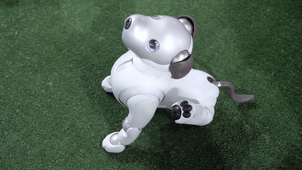 Cute robot dog executes commands.