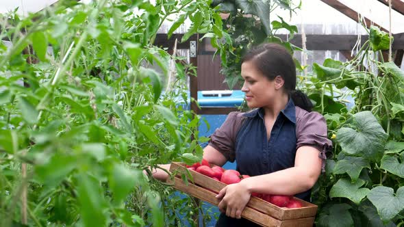 woman in greenhouse is harvesting ripe healthy natural red tomatoes in box