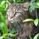 Big Gray Cat Sitting in the Garden Bush - VideoHive Item for Sale