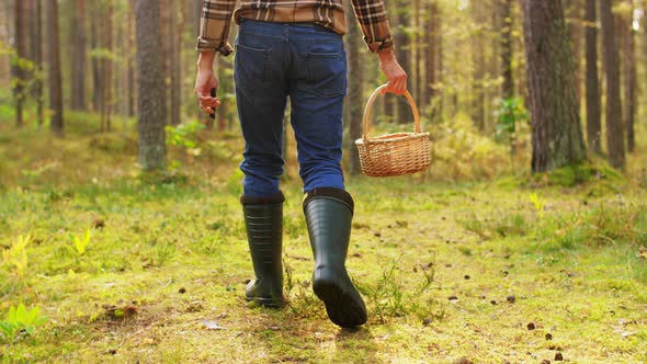 Man with Basket Picking Mushrooms in Forest