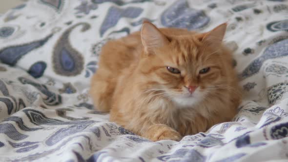 Lazy Ginger Cat Sleeps in Bed