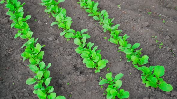 Radishes Growing in Rows in a Garden Bed Parallax