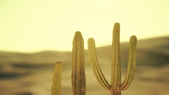 Saguaro Cactus on the Sonoran Desert in Arizona