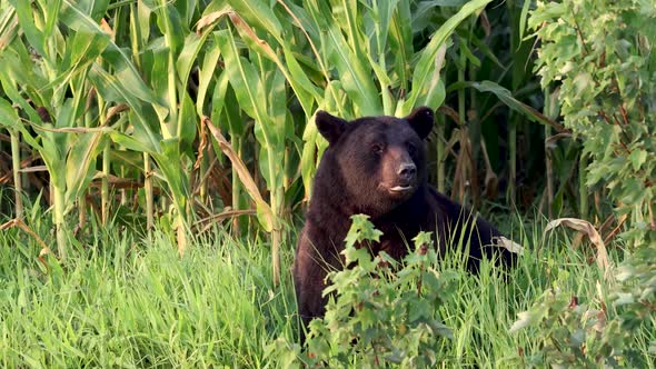 A Black Bear Video Clip in 4k