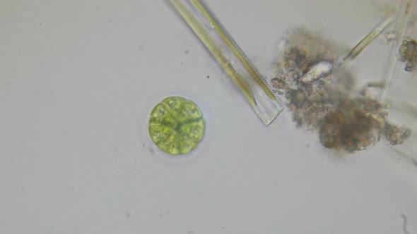 Paramecium Bursaria Protozoan Under The Microscope