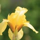 Yellow Iris Flower In Dew Drops - VideoHive Item for Sale