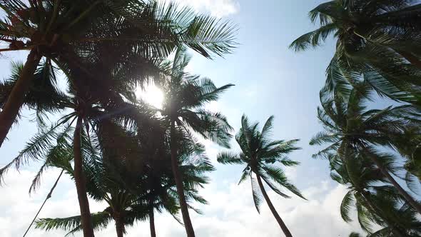 Tall palms on sunny summer windy day. Low angle view. Caribbean