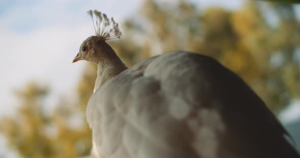 Behind shot of white peacock, with yellow leaves on the background