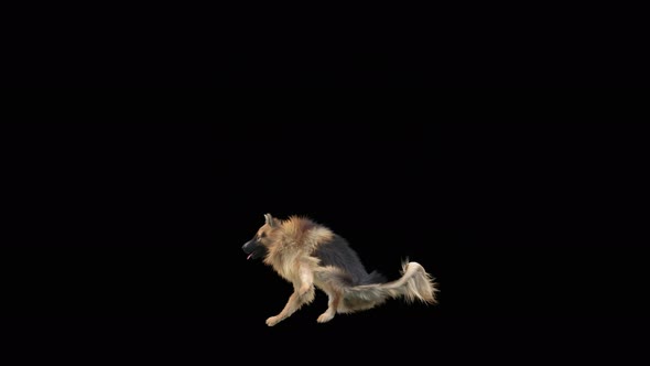 Dog Dance 4K