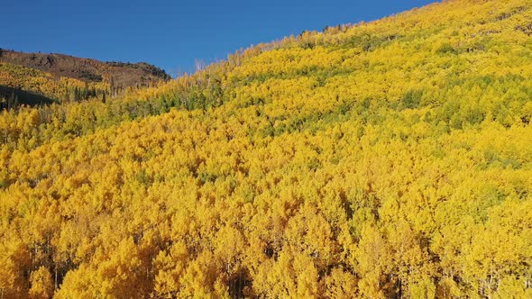 Flying backwards over mountain covered in Fall color in Utah