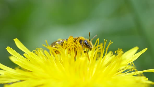 Macro Of Bumblebee Resting And Pollinating Flower Of Dandelion In The Field.