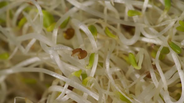 Alfalfa Lucerne Sprouts 