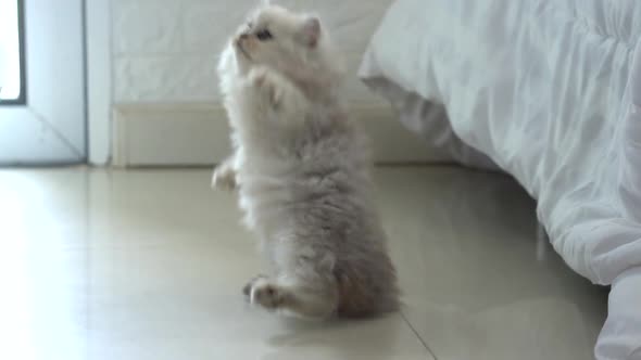 Cute Persian Kitten Playing Toy