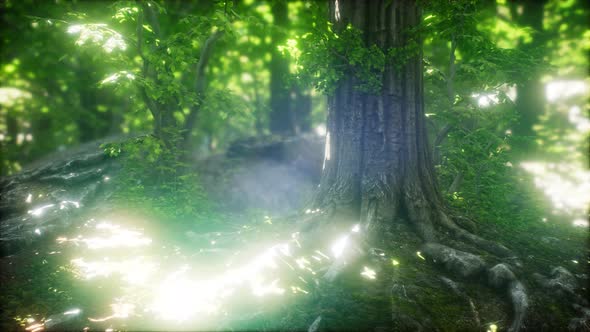 Sun Light in the Green Forest