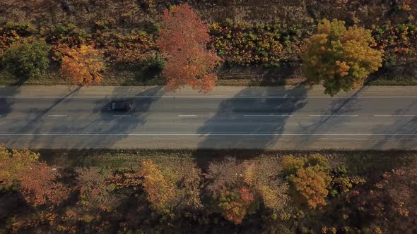 Drone's Eye Autumn Road: Aerial Top Down View of Lane Between Foliage Tree