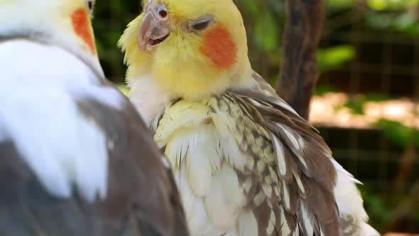 Little yellow cockatiel parrot in a cage at the zoo. Close-up parrot is cleaning feathers.