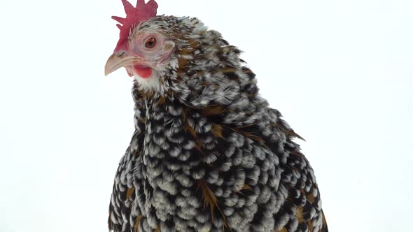 Hen Milfler Isolated at White Background in Studio