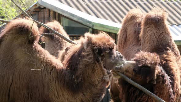 camels eating tree branche in zoo