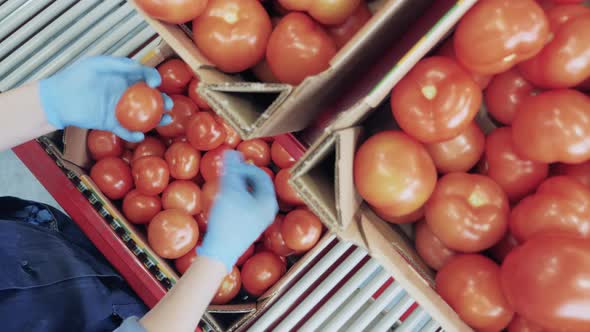 A Person Checks Tomatoes in Boxes.