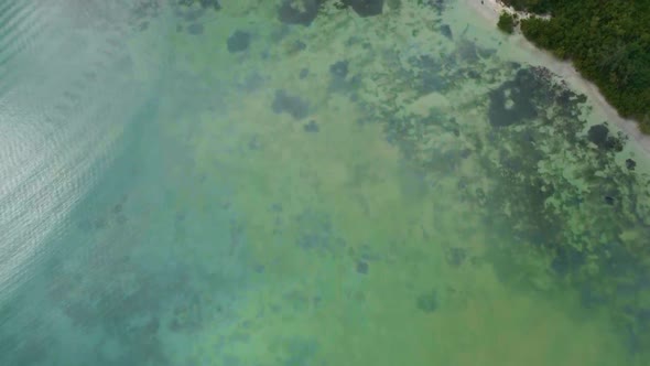 Drone footage of green sea water, coral bottom and coast with bushes in Antigua and Barbuda