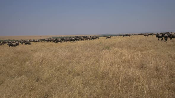 Masai Maras plains and a herd of gnus