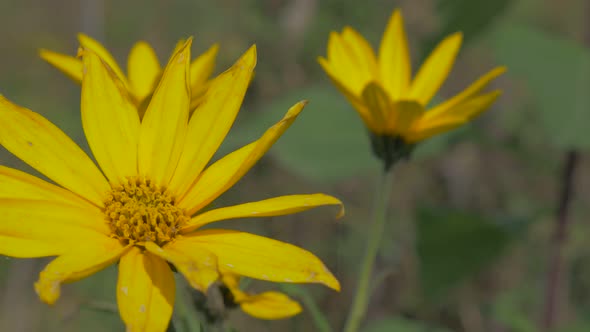 Jerusalem artichoke sunroot plant moving  on wind 4K 2160p UHD video - Helianthus tuberosus plant na