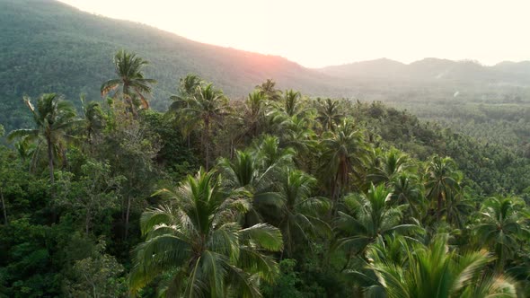 Fly over tropical forest jungle in the mountains full of palm trees in Thailand