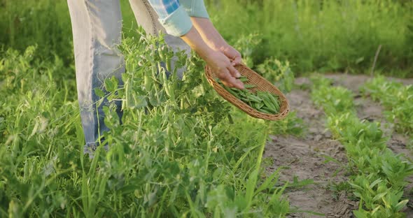 Woman's Hands Harvesting Green Pea Pods From Pea Plants in Vegetable Garden