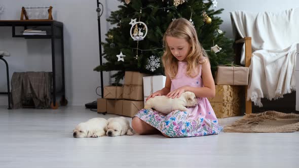Little Girl Petting Puppies By the Christmas Tree