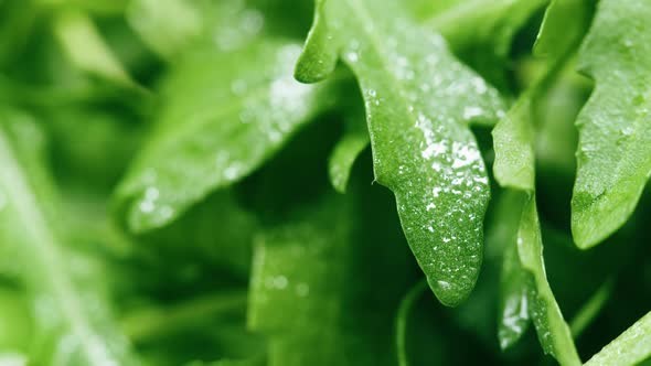 Arugula Closeup