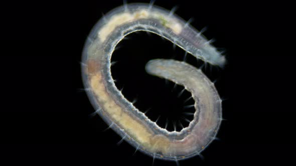 Worm Polychaeta Polyophthalmus Sp