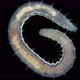 Worm Polychaeta Polyophthalmus Sp - VideoHive Item for Sale